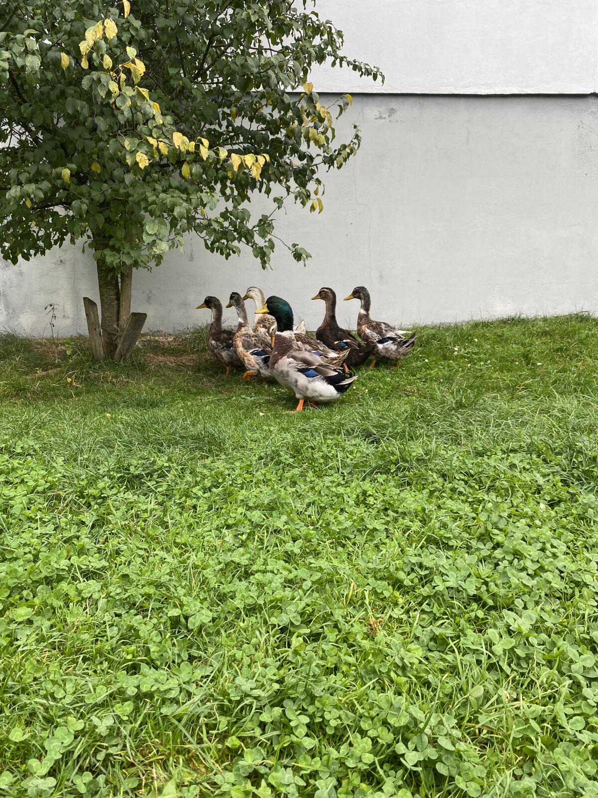 Rouen Clair-Enten 2