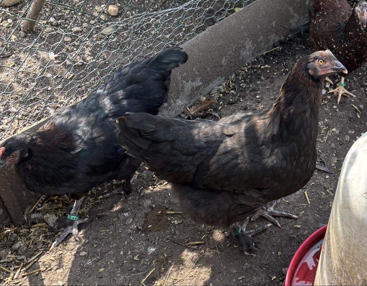 Marans, Zwergwyandotten 2