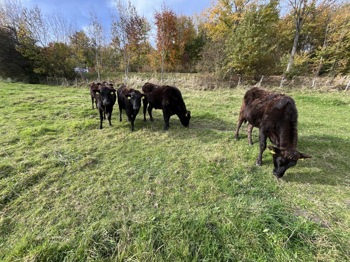 Wagyu-Rinder zu verkaufen 3