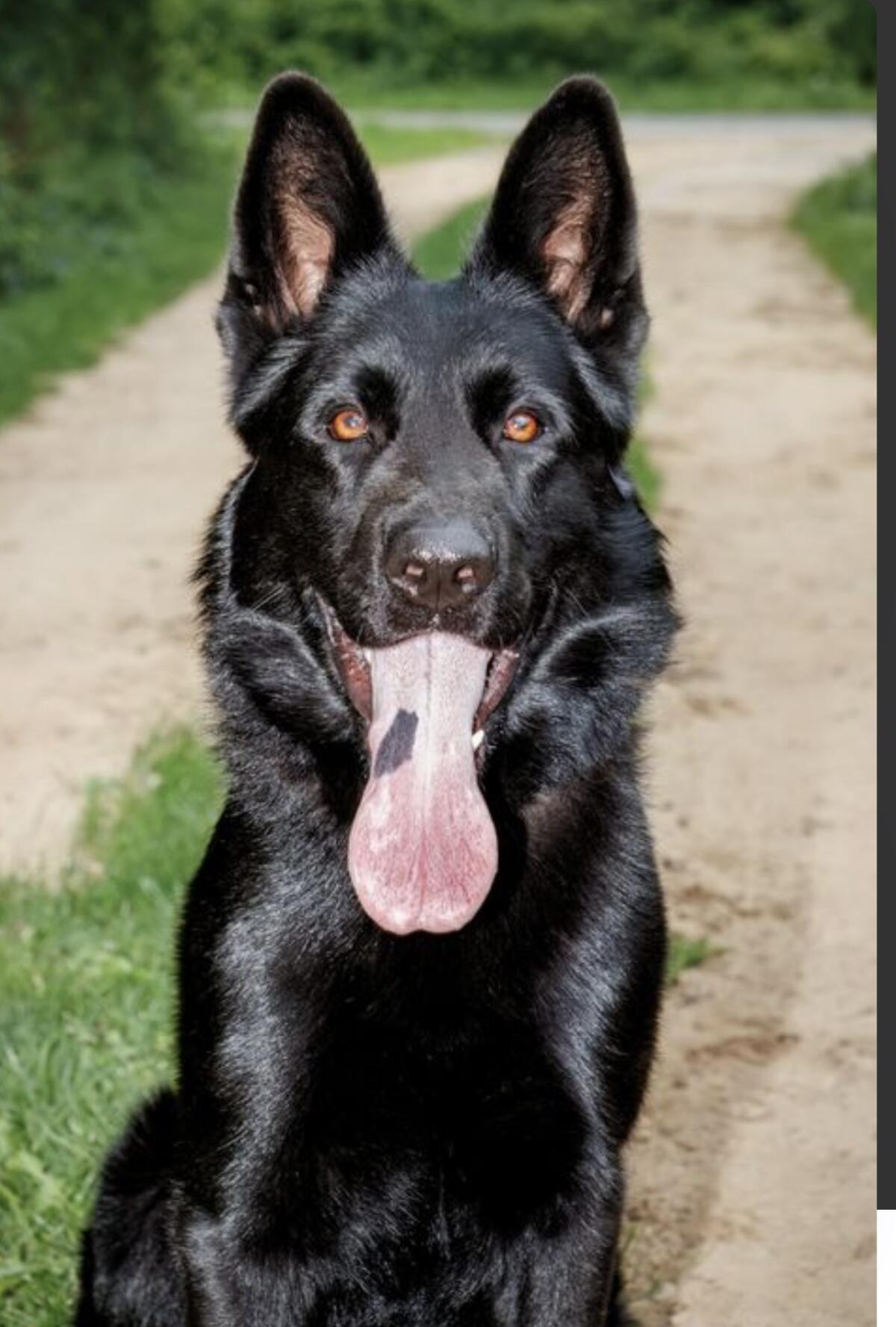 Deutscher Schäferhund Rüde 1