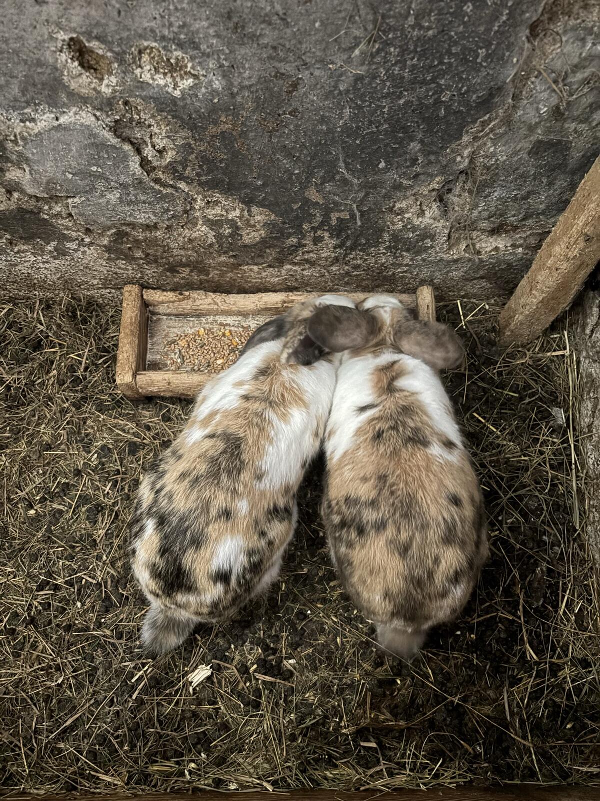 Hasen/Kaninchen 3