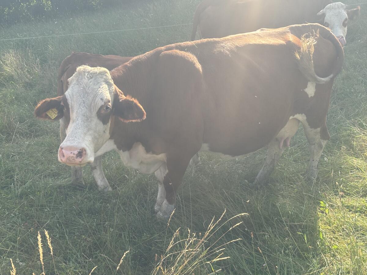 Bio Mutterkuh mit Kalb 1
