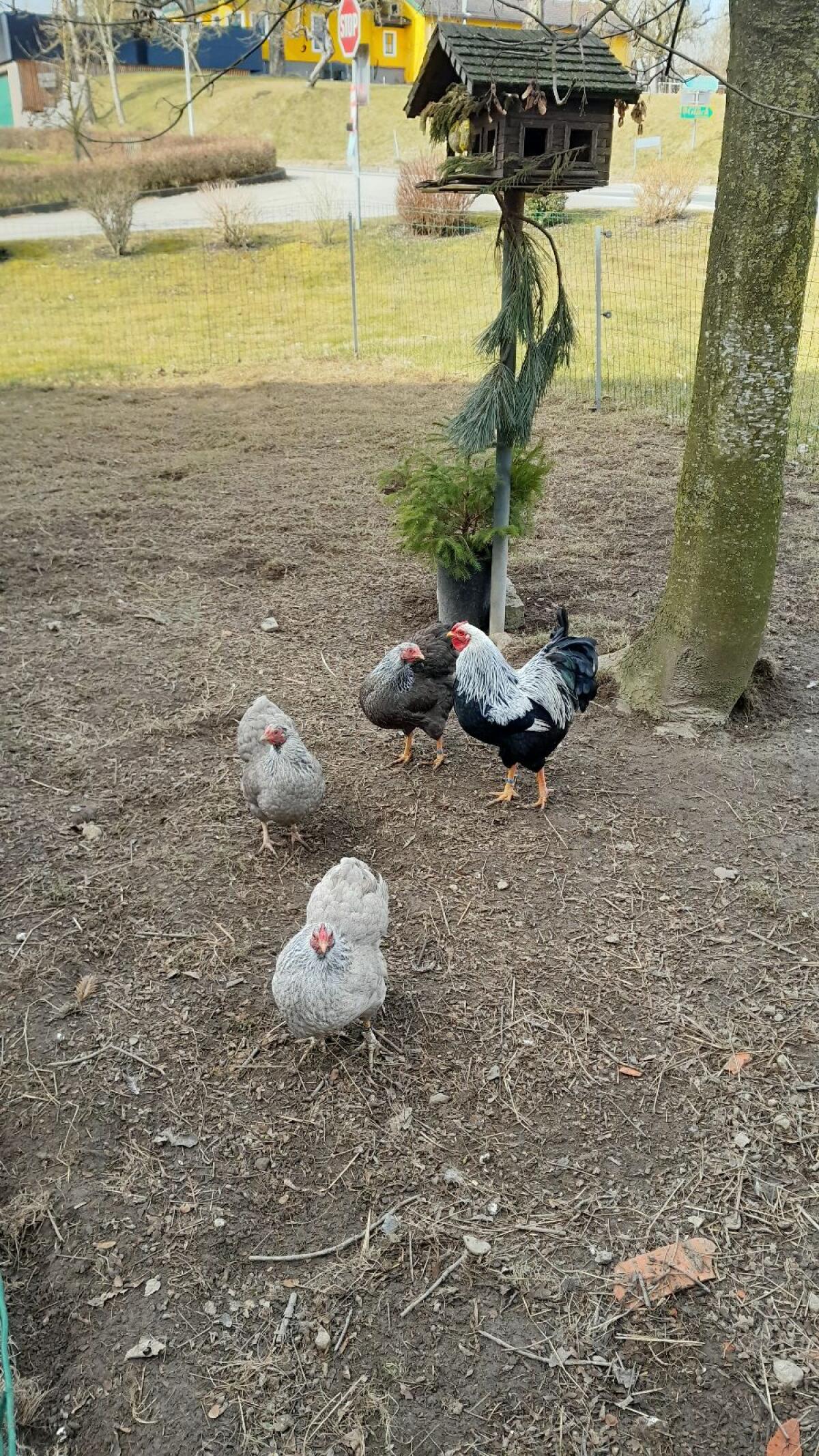 Zwergwyandotten 3