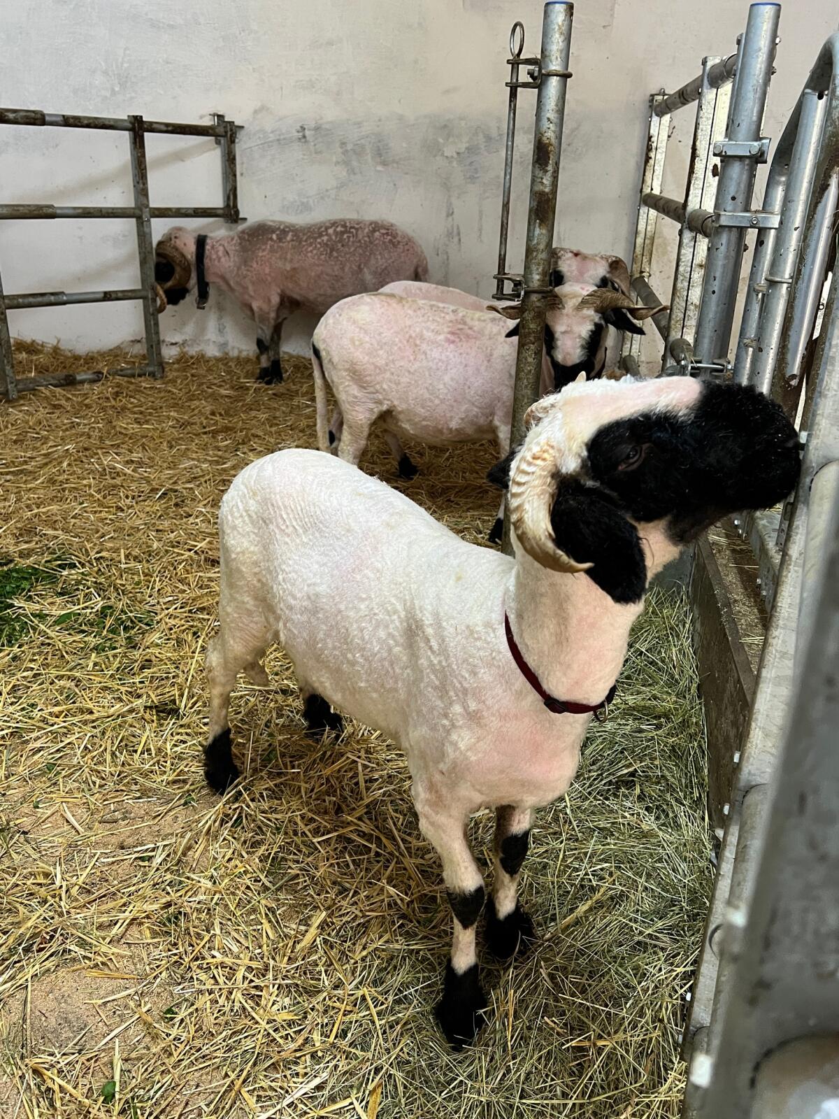 Walliser Schwarznasenschaf Aue 1