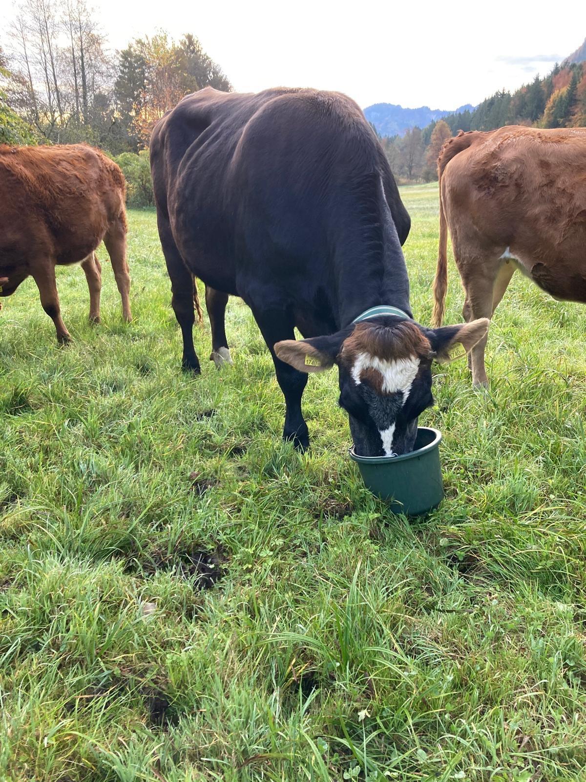 Ochse Braunvieh x Red Holstein 3-jährig 2