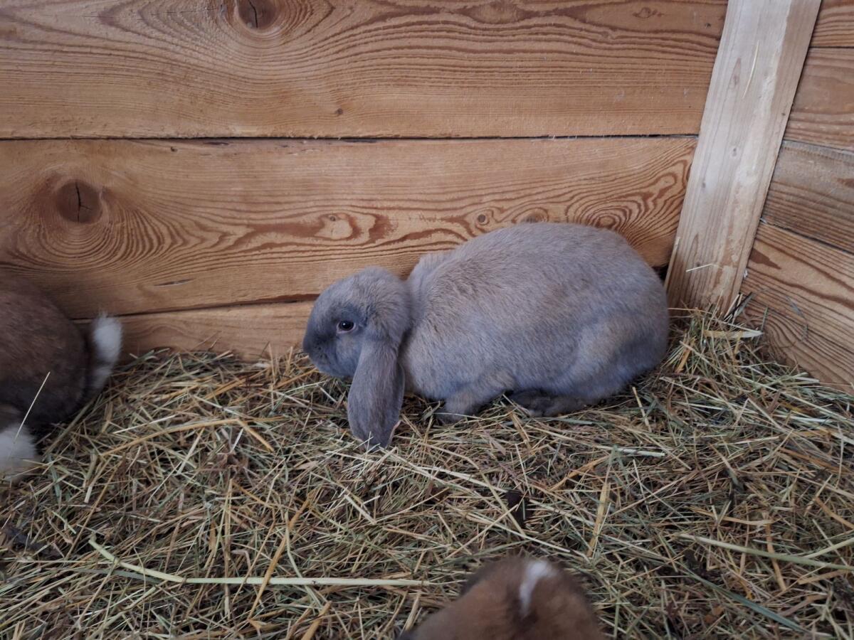 Kaninchen 3