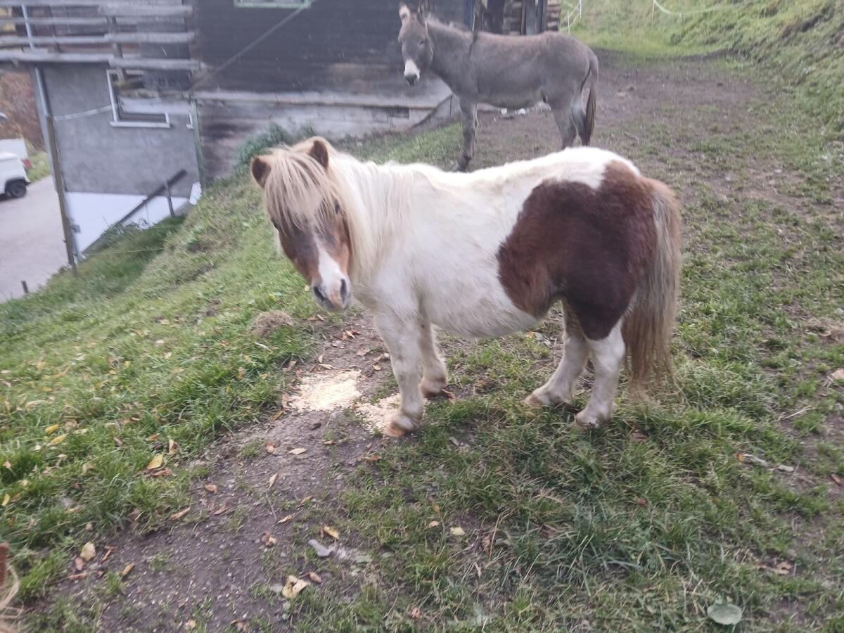 Pony 1
