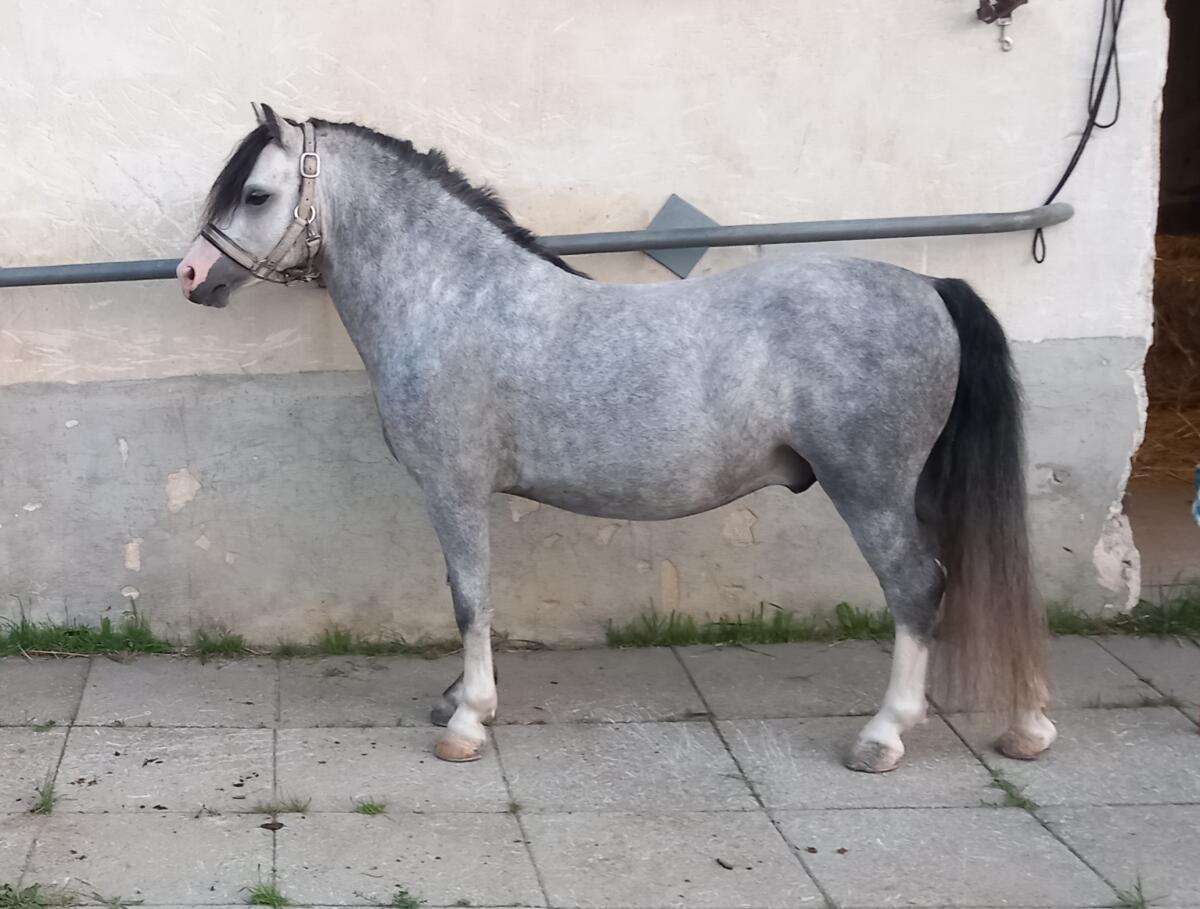Welsh-Pony 2