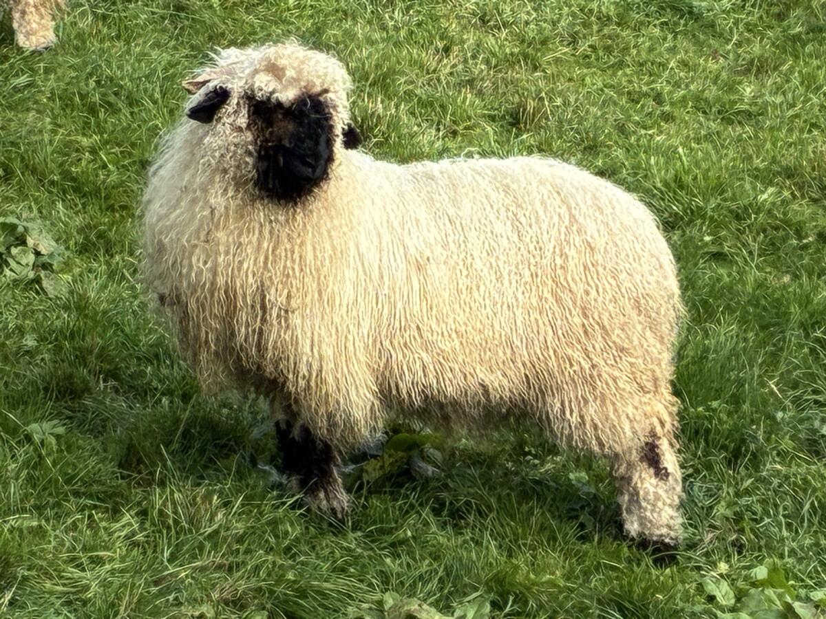 Walliser Schwarznasenschaf Aue 1