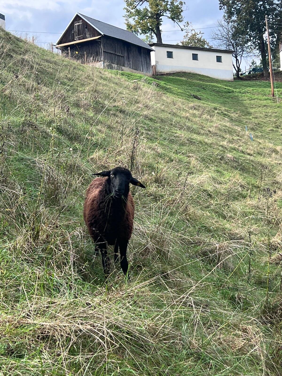 Jura Bock 3