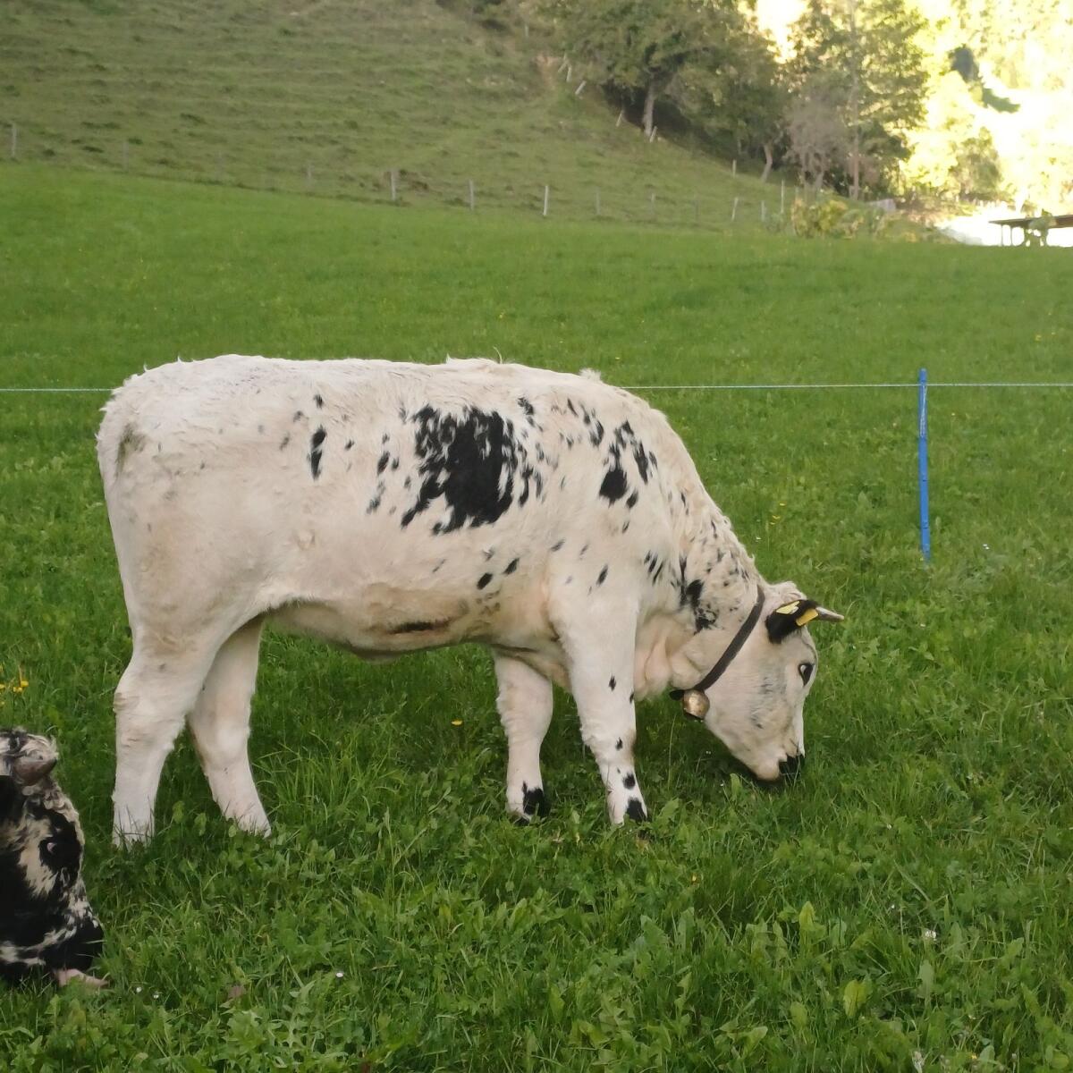 Pustertaler Sprinzen Kalbin 3