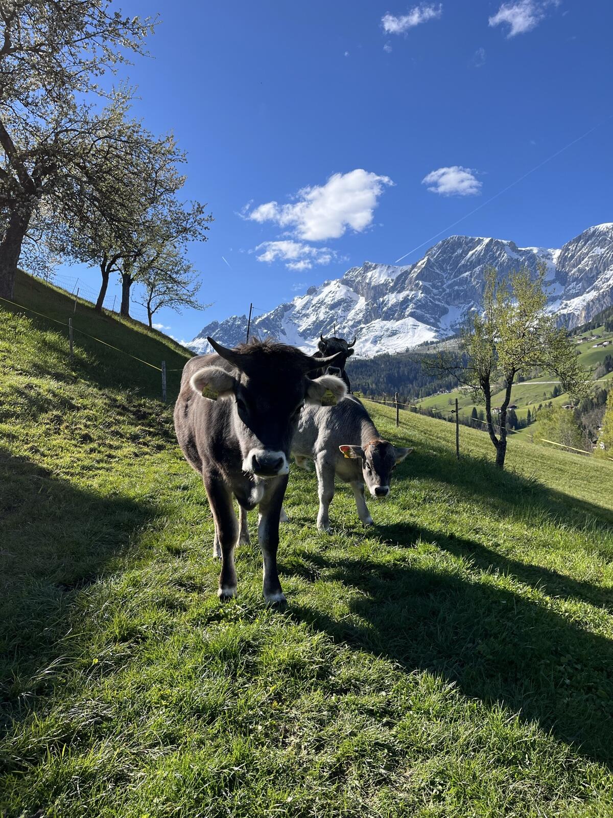 Tiroler Grauvieh Kuh 3