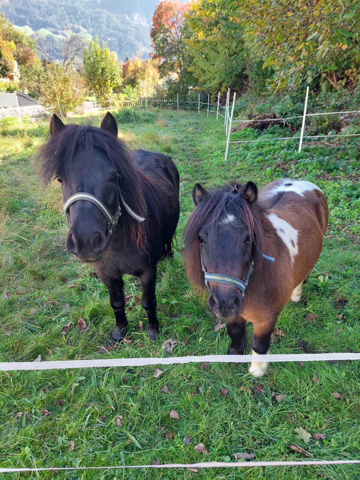 Shettlandpony 2