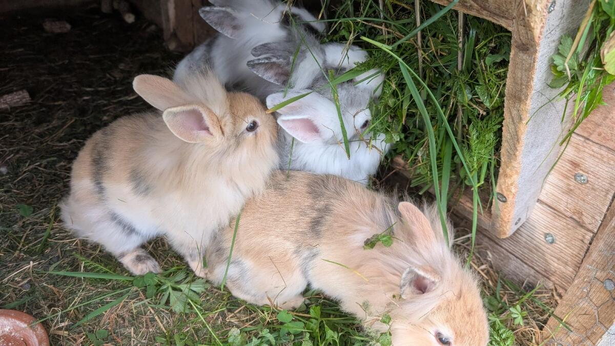 Löwenkopf-Zwergkaninchen in allen Farben zu verkaufen 3