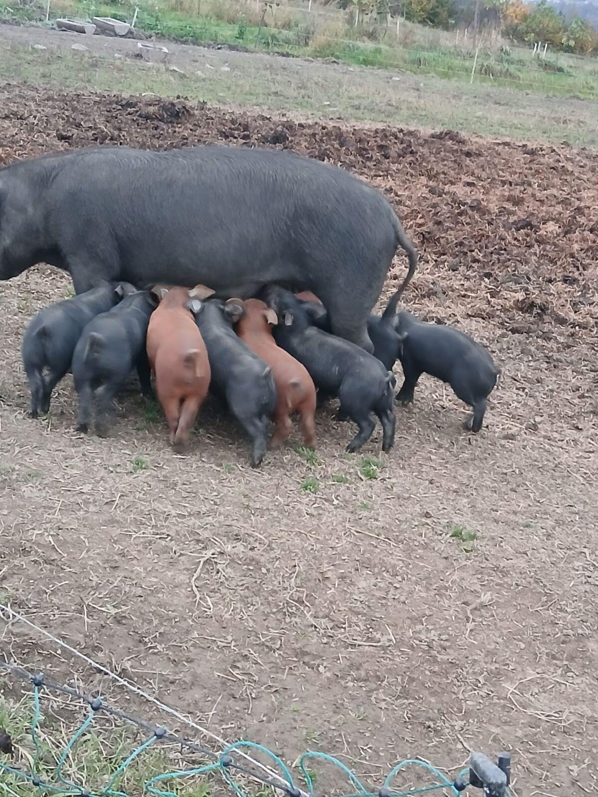 Bio-Ferkel aus Freilandhaltung 2