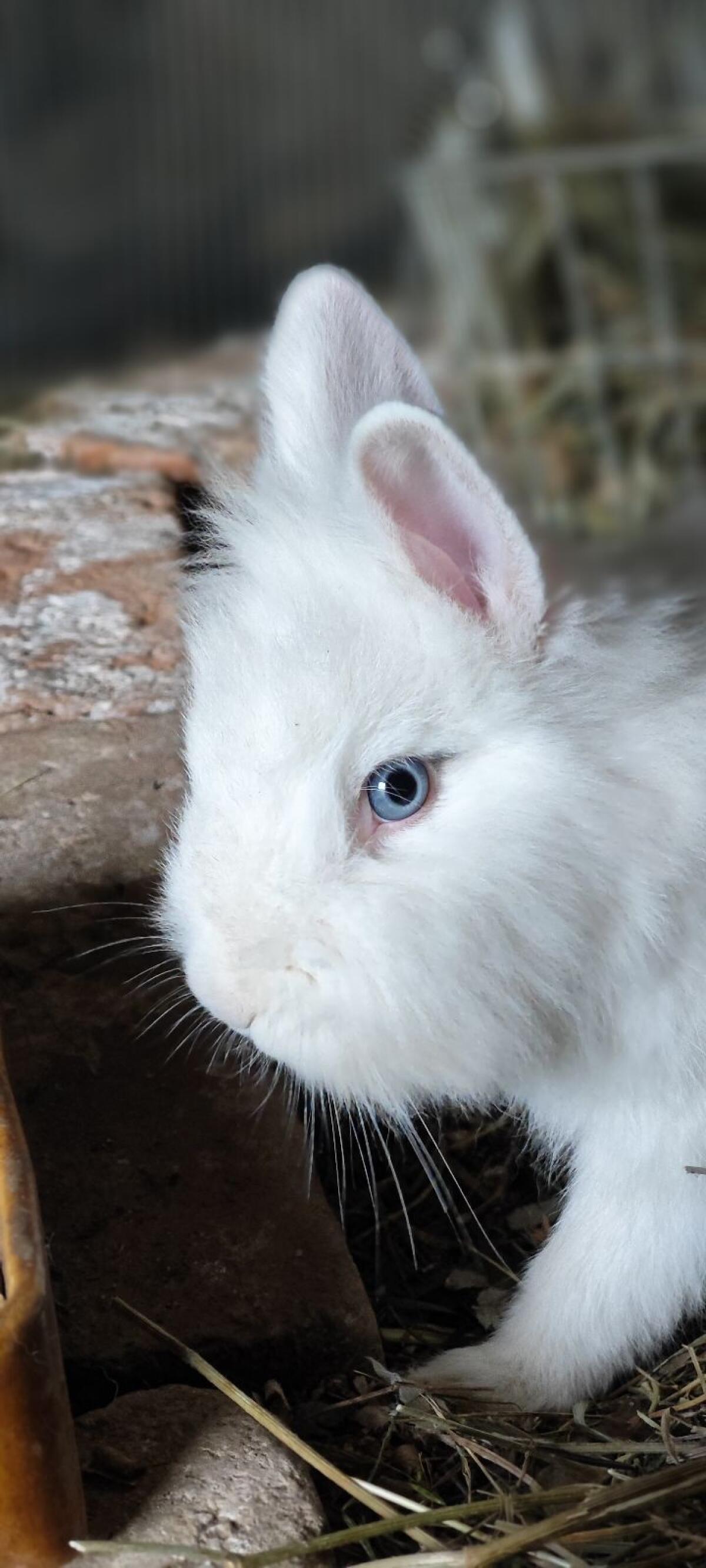 Kaninchen Zwerg Löwenkopf 3