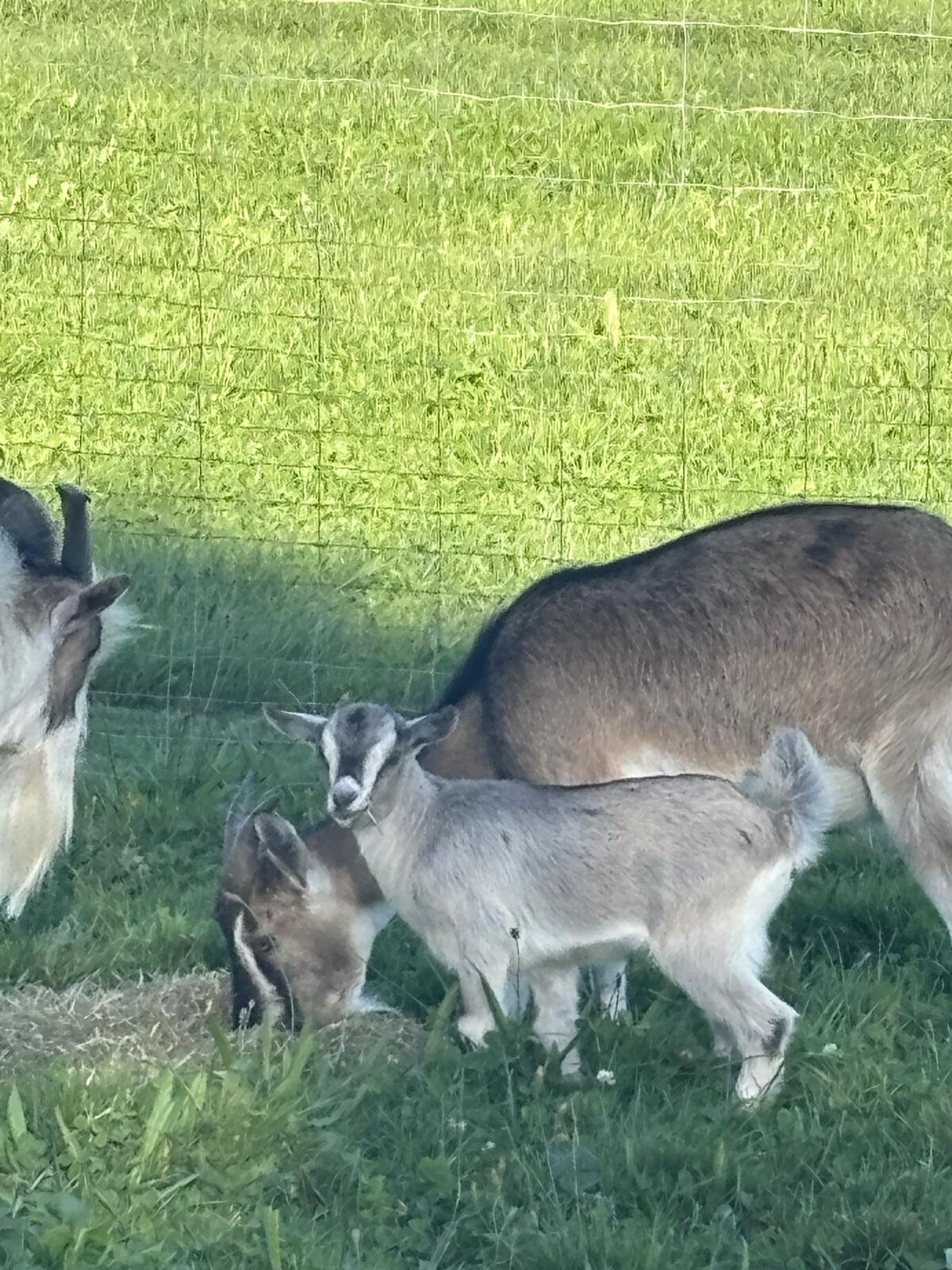 Zwergziegen Kitz Weiblich 3