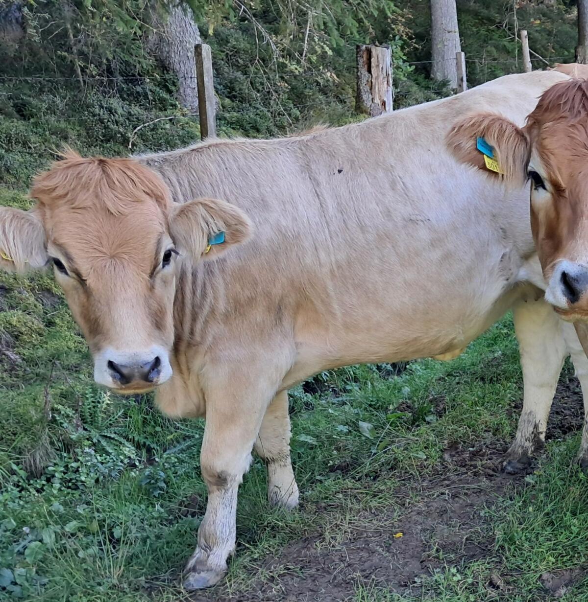 Trächtige Murbodnerkalbinnen 3