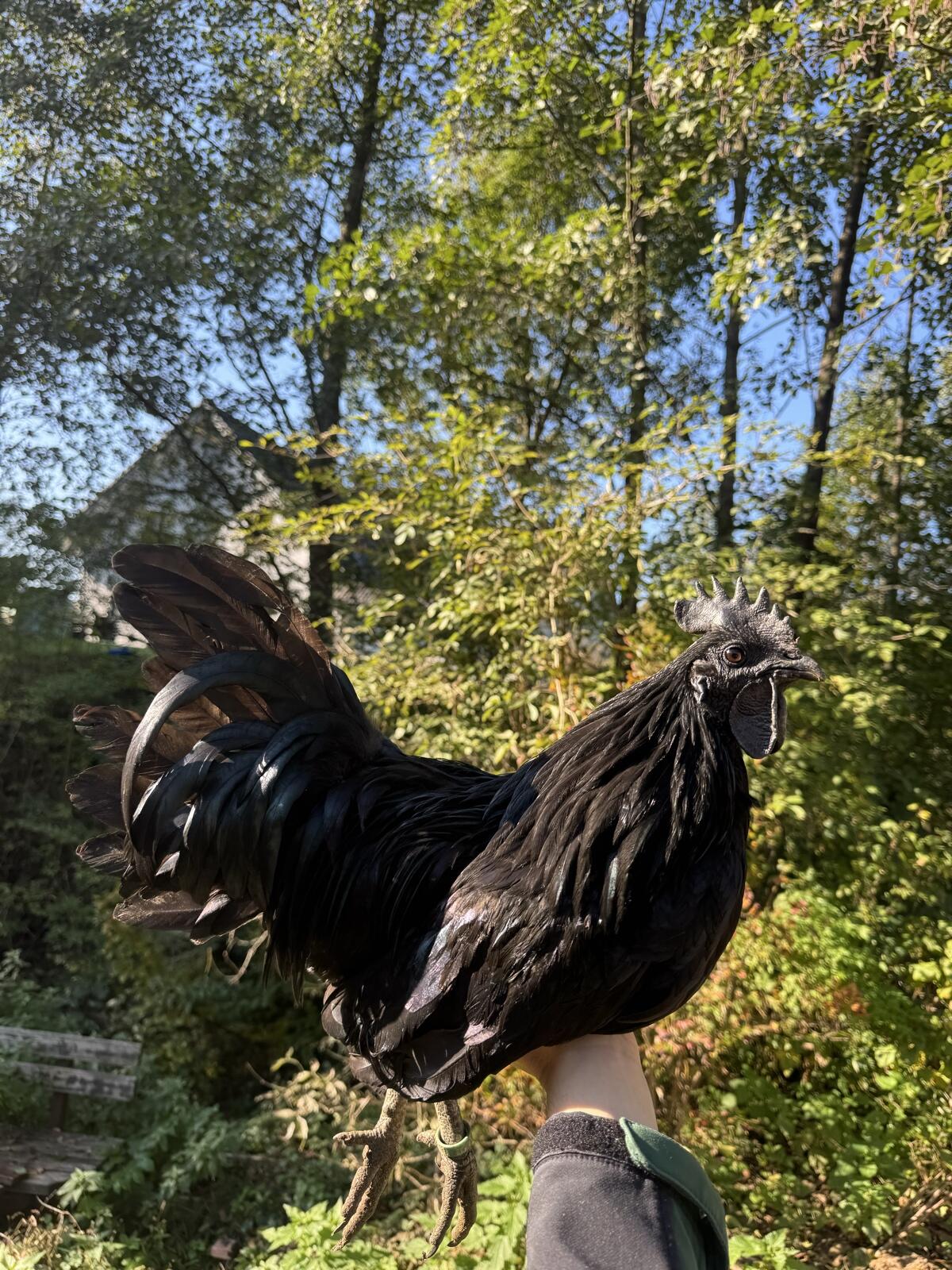 Ayam Cemani Hähne und Zwergenten-Erpel 1