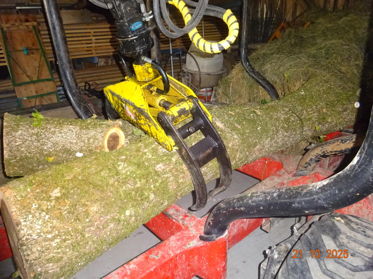 Holzstamm von einer Gold - Ulme 3