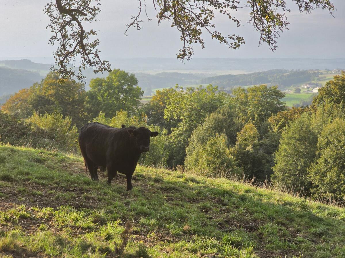 Galloway-Stier zum Tauschen oder Verkaufen 3