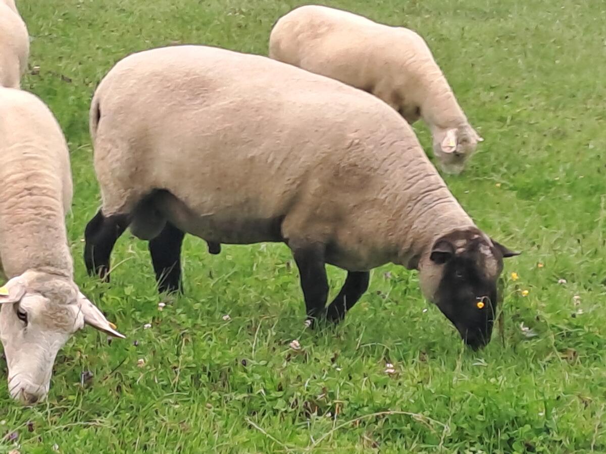 Schwarzkopf-Widder 2