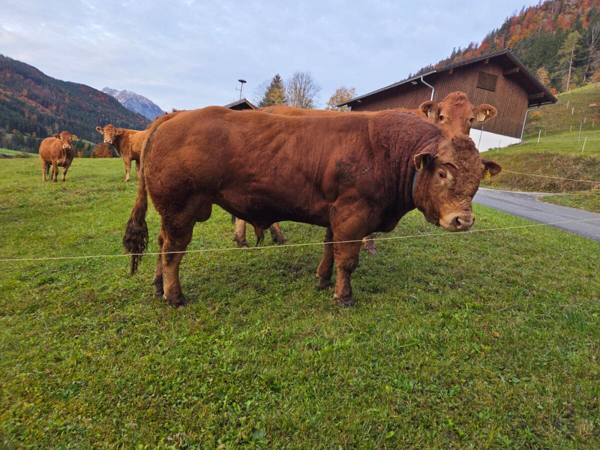 Limousin-Stier 2