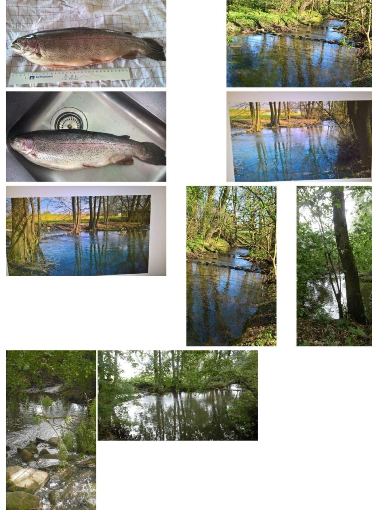 Fischrecht im Fluss mit See/Salmonidengewässer 974xx 3