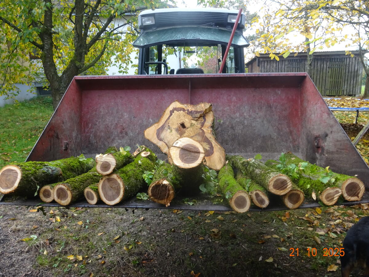 Holzstamm von einer Gold - Ulme 2