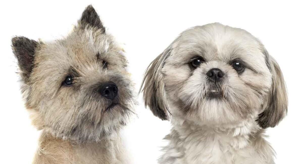 Malteser-Shih Tzu-Yorkshire Terrier-Mix-Hunde abzugeben, 5-jährig 2
