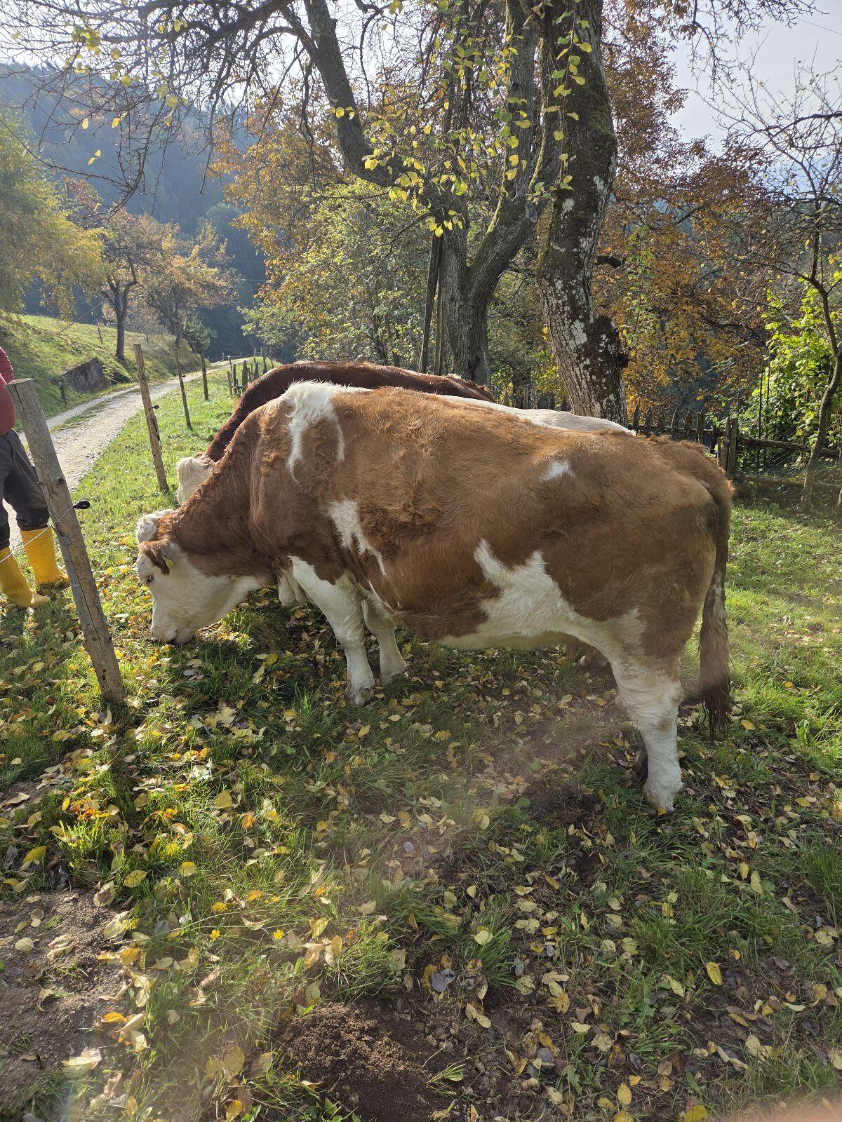 Verkaufe hochträchtige Fleckvieh Kuh 3