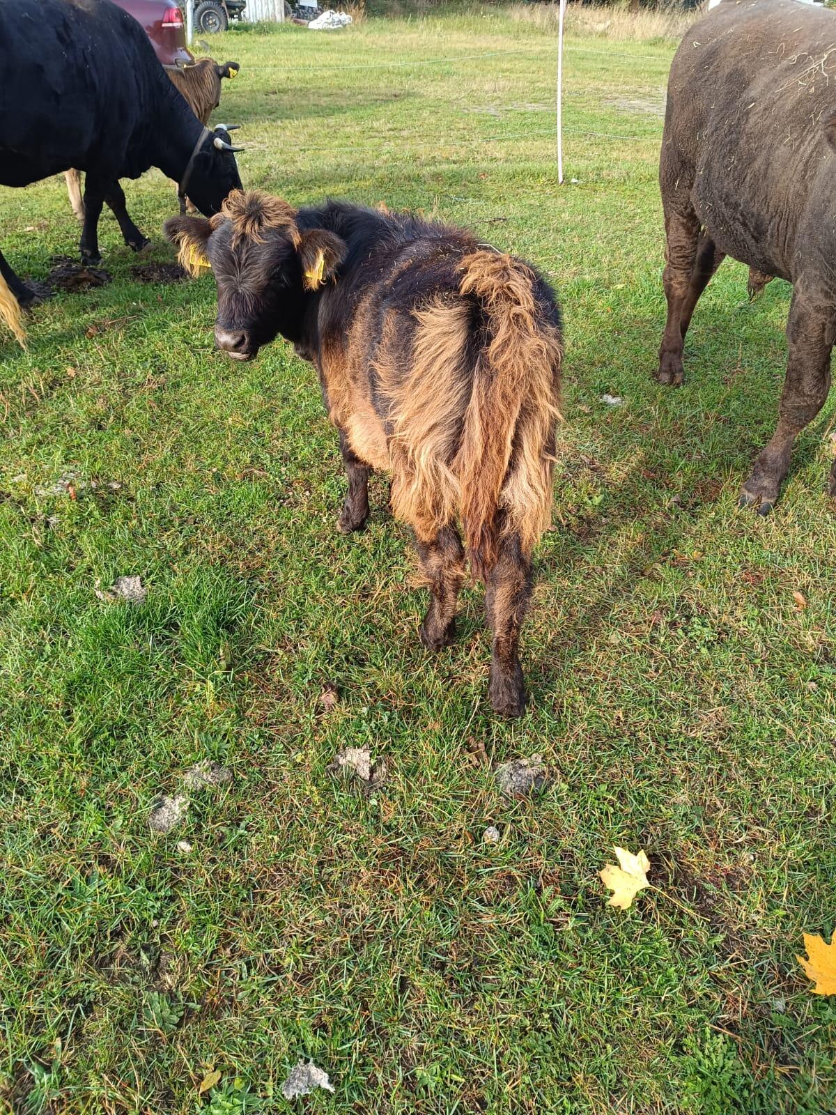 Schottische Hochland-Kuh mit Bullenkalb vom Angus 2