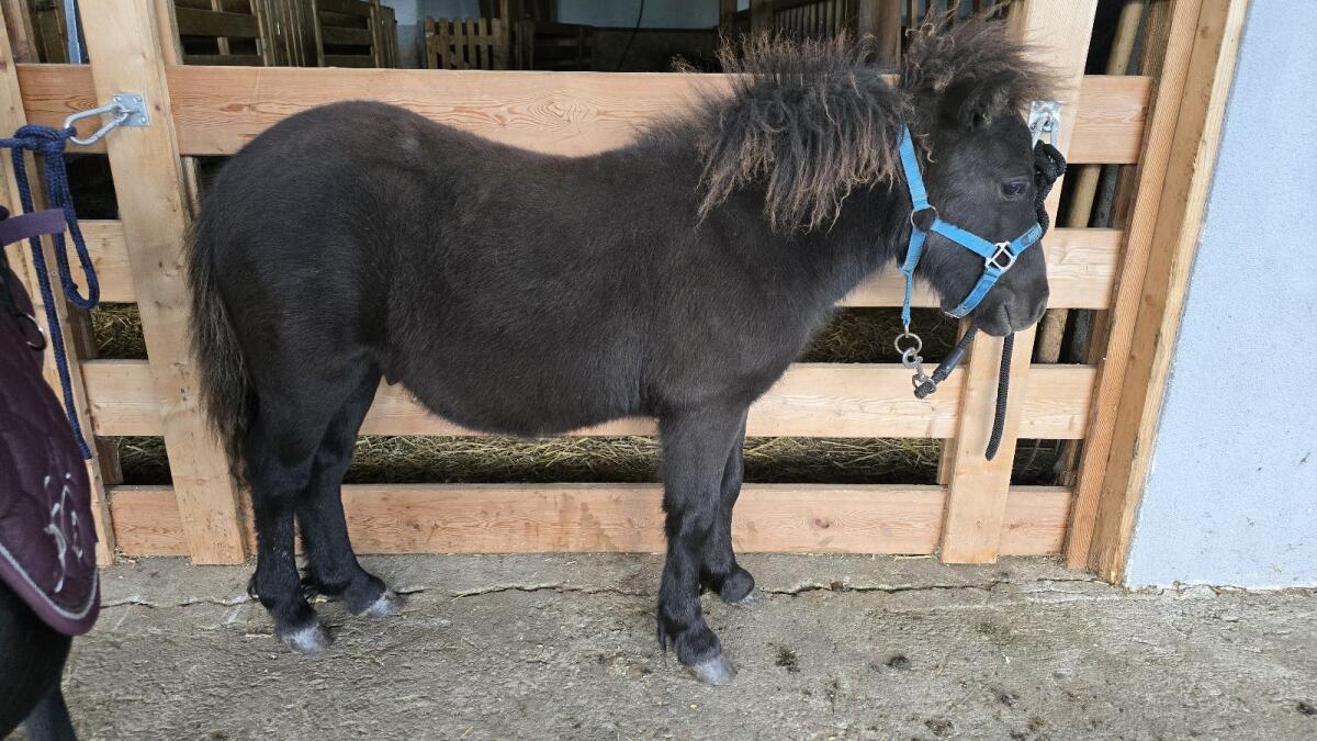Shetland Pony Kathy mit Hengstfohlen Anton 3