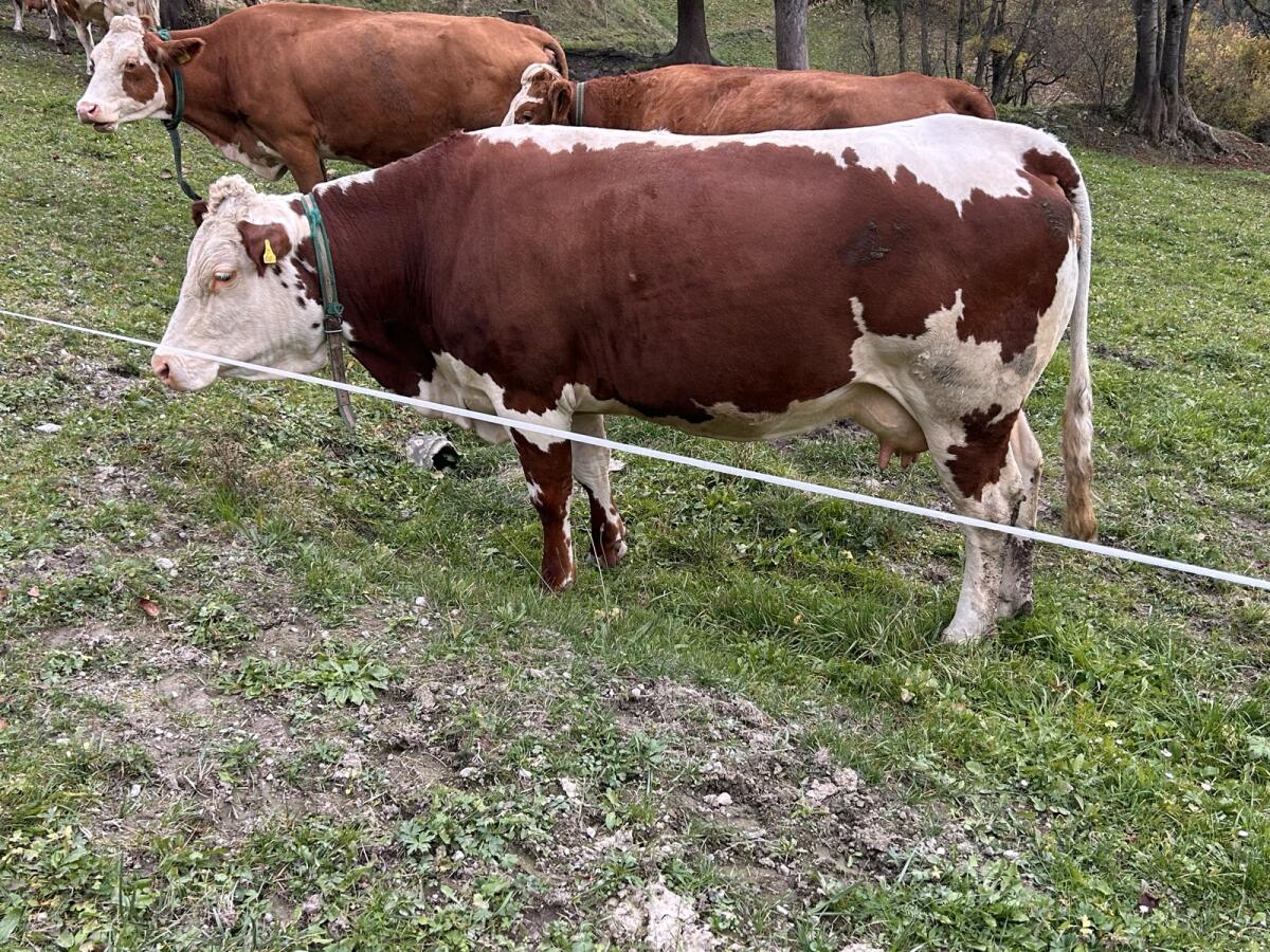Pustertaler Sprinzen/Fleckvieh Kuh 1