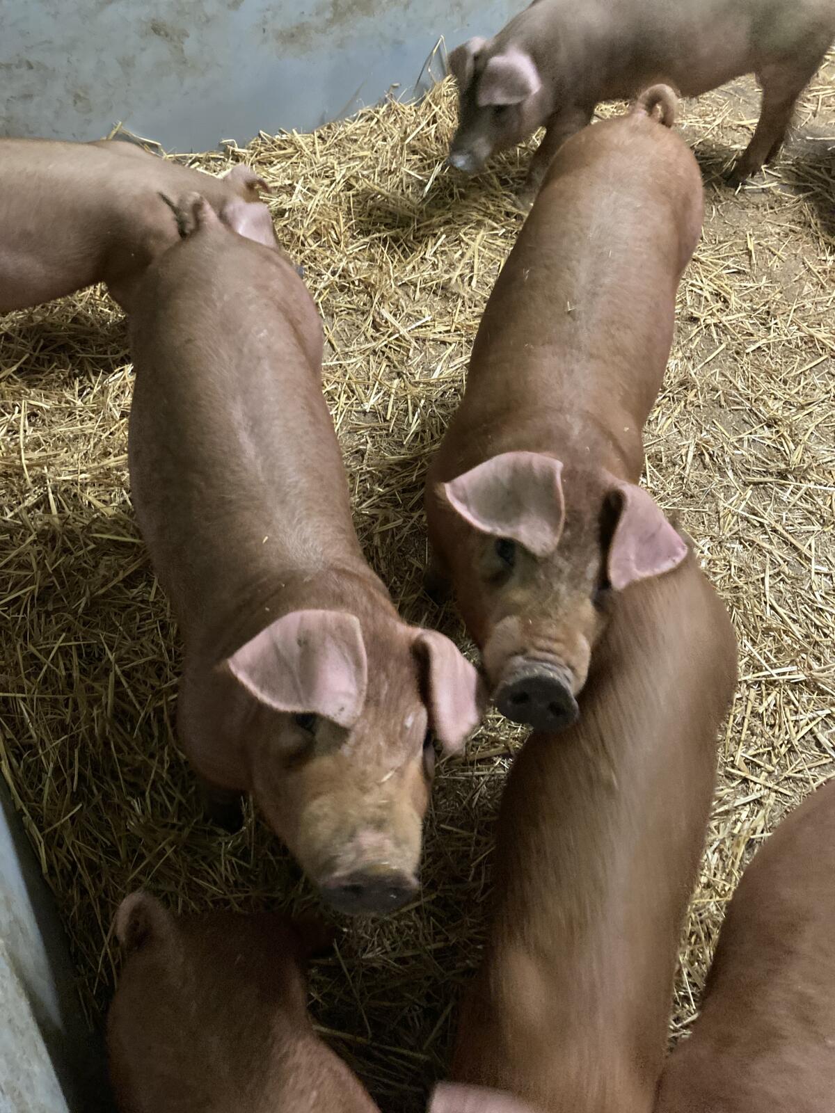 Duroc Ferkel 1