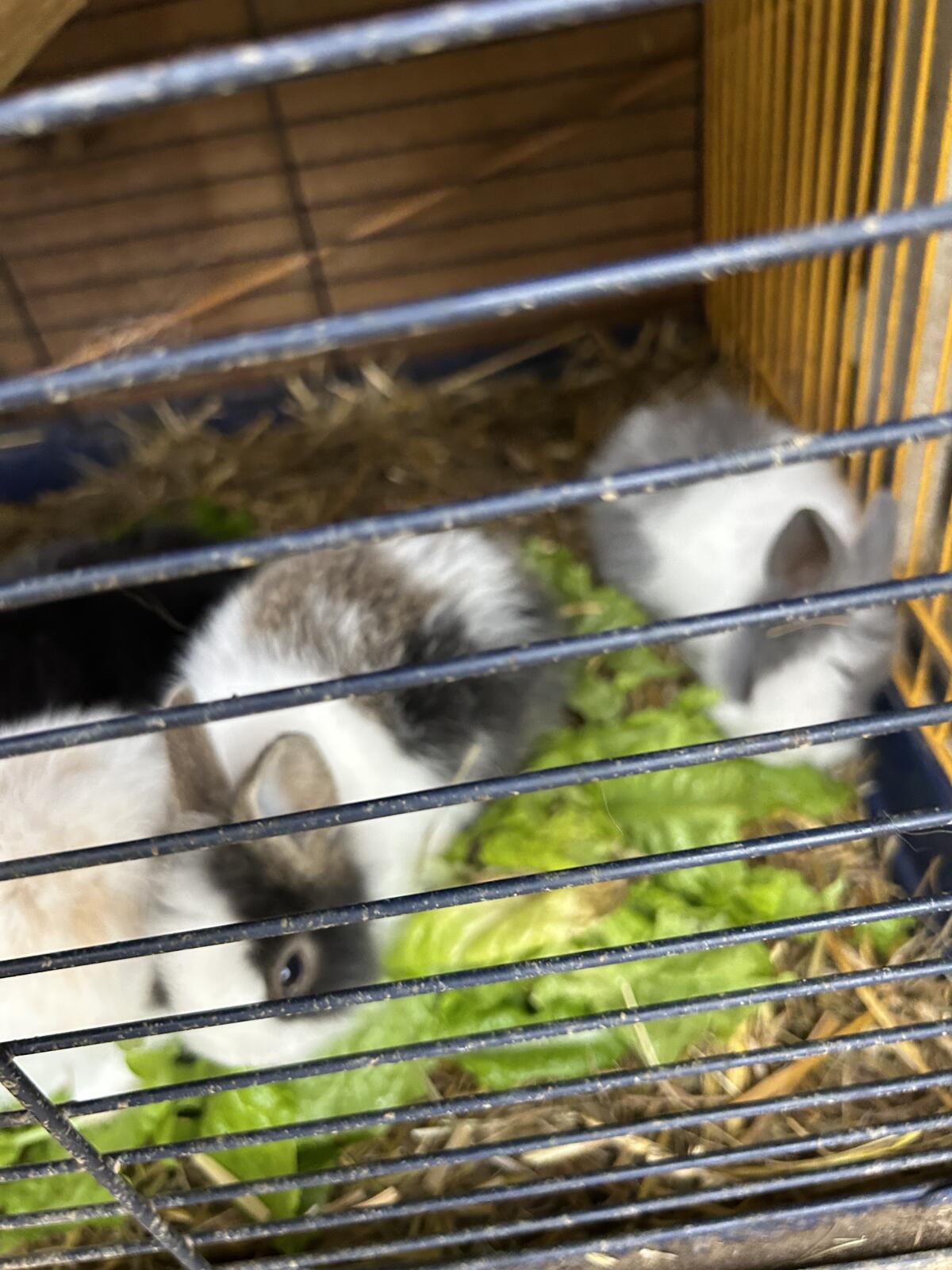 Kaninchen zu verkaufen 2