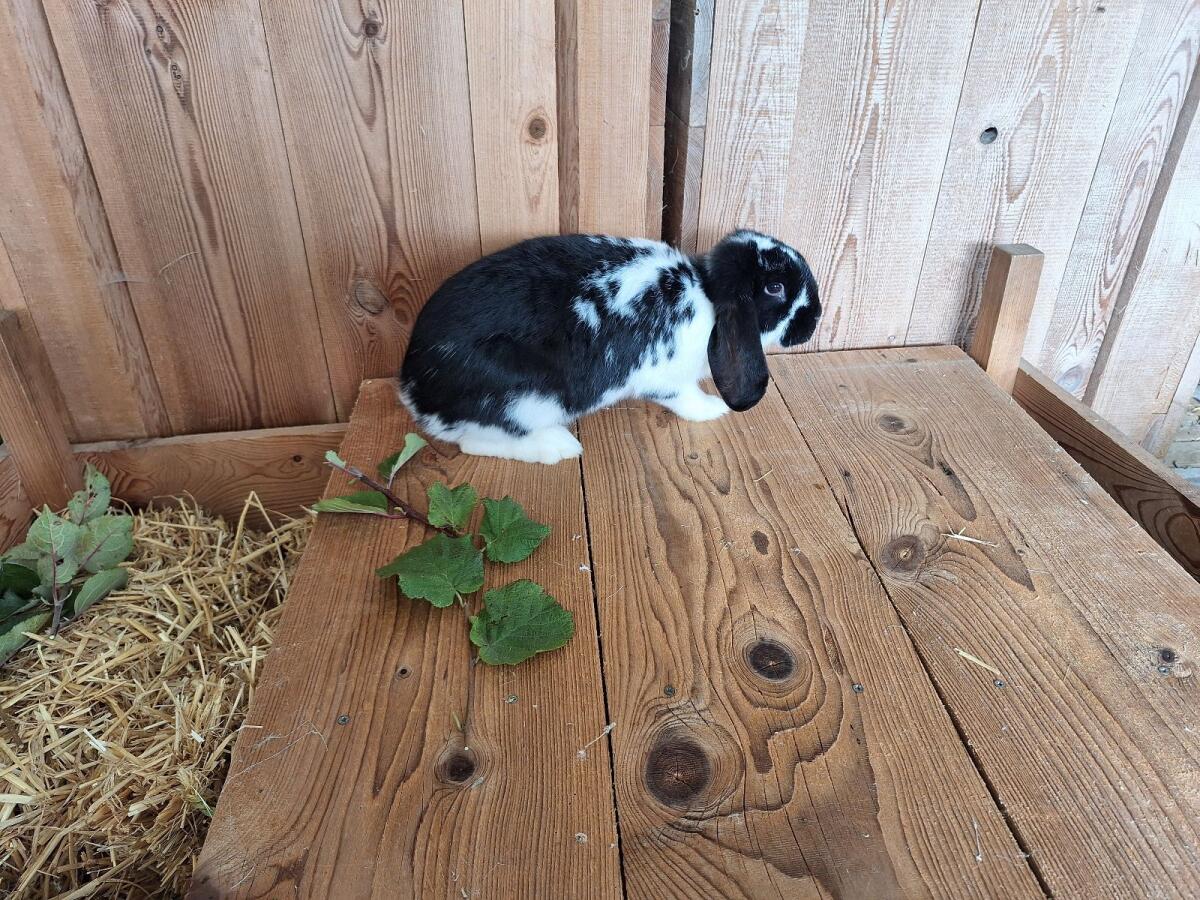 Kaninchen 3