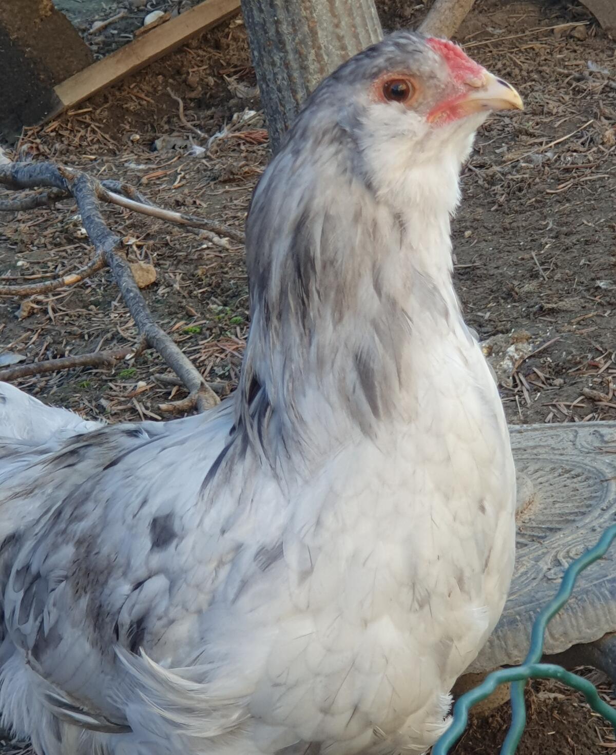 Ameraucana splash Junghahn und Junghenne 3