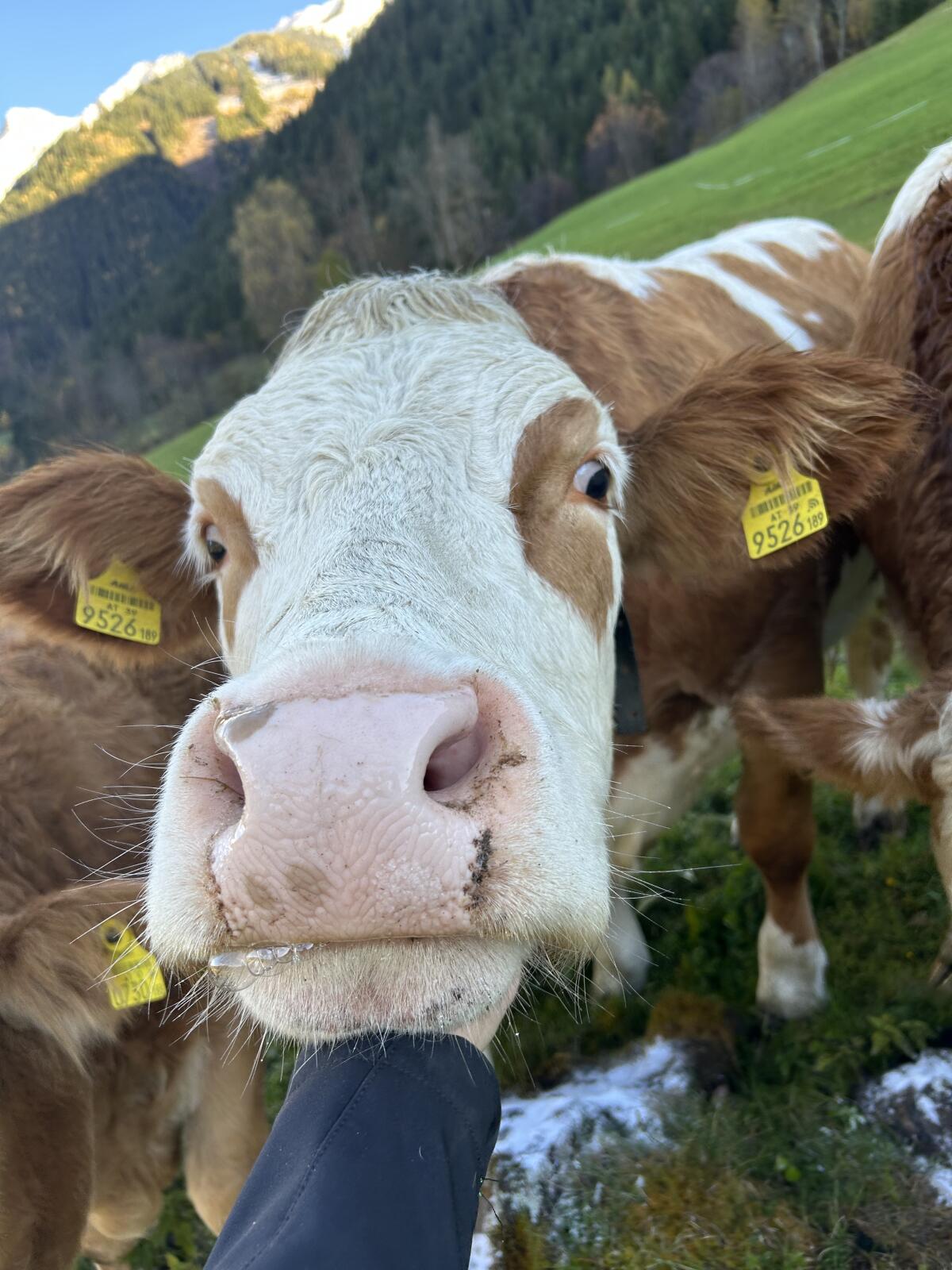 Vielversprechende Bio-Kalbin 2
