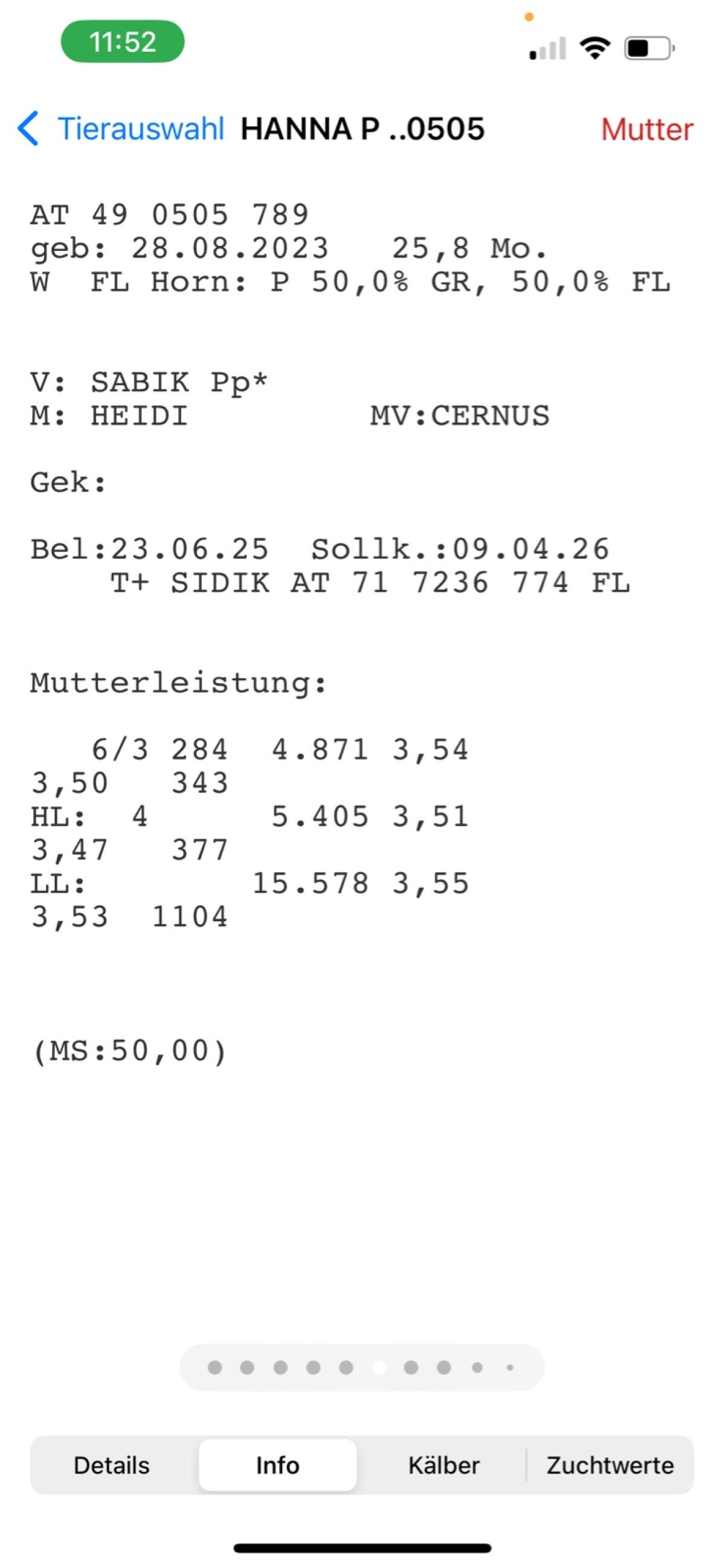 Trächtige Fleckvieh/Grauvieh Kalbin 1