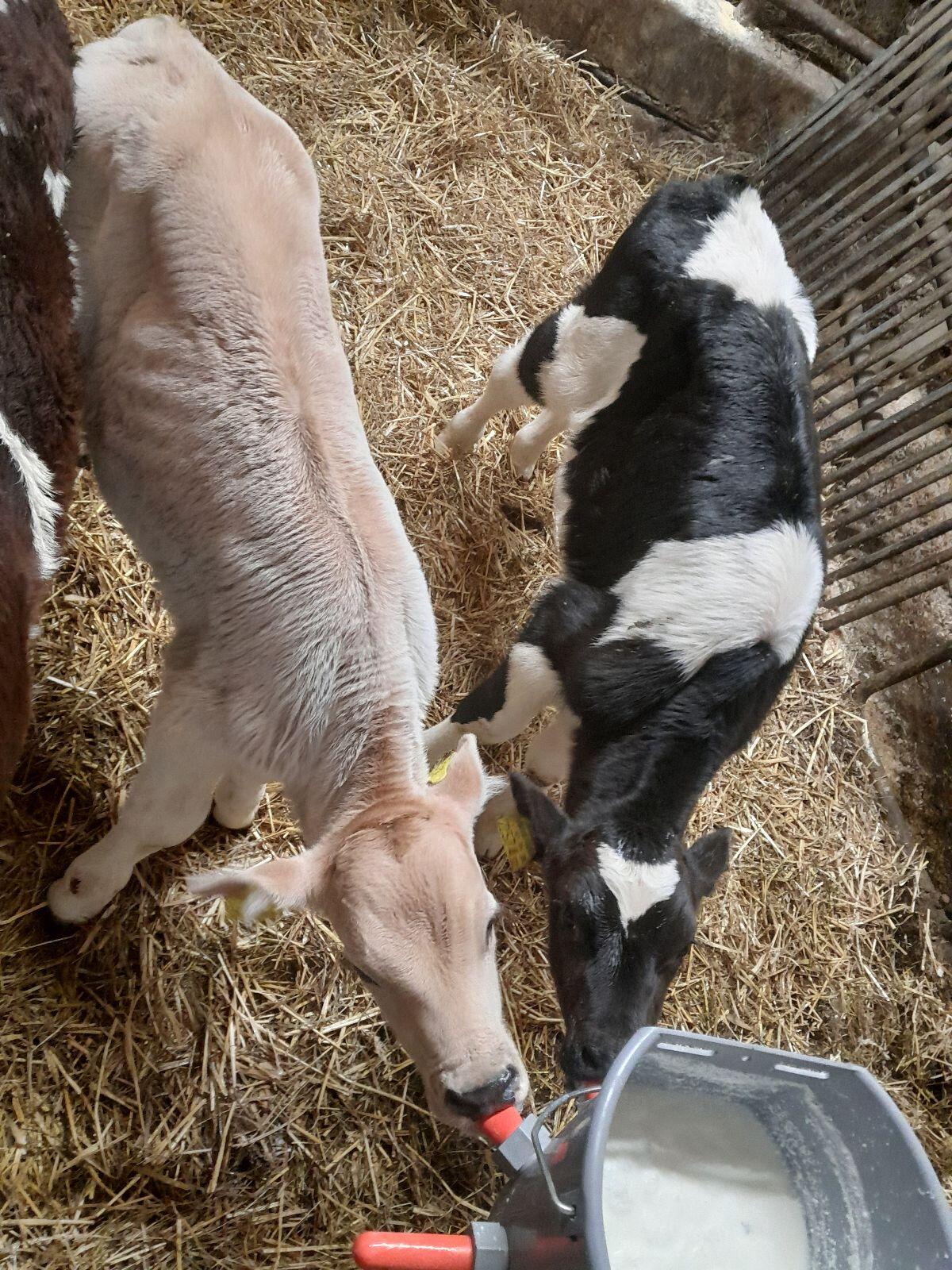 Kalb 2
