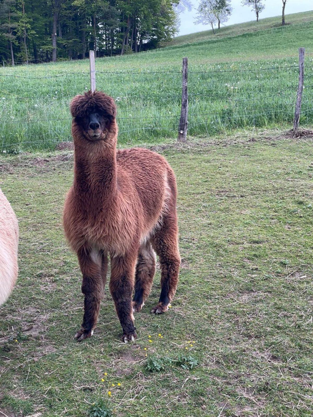 Alpaka 3