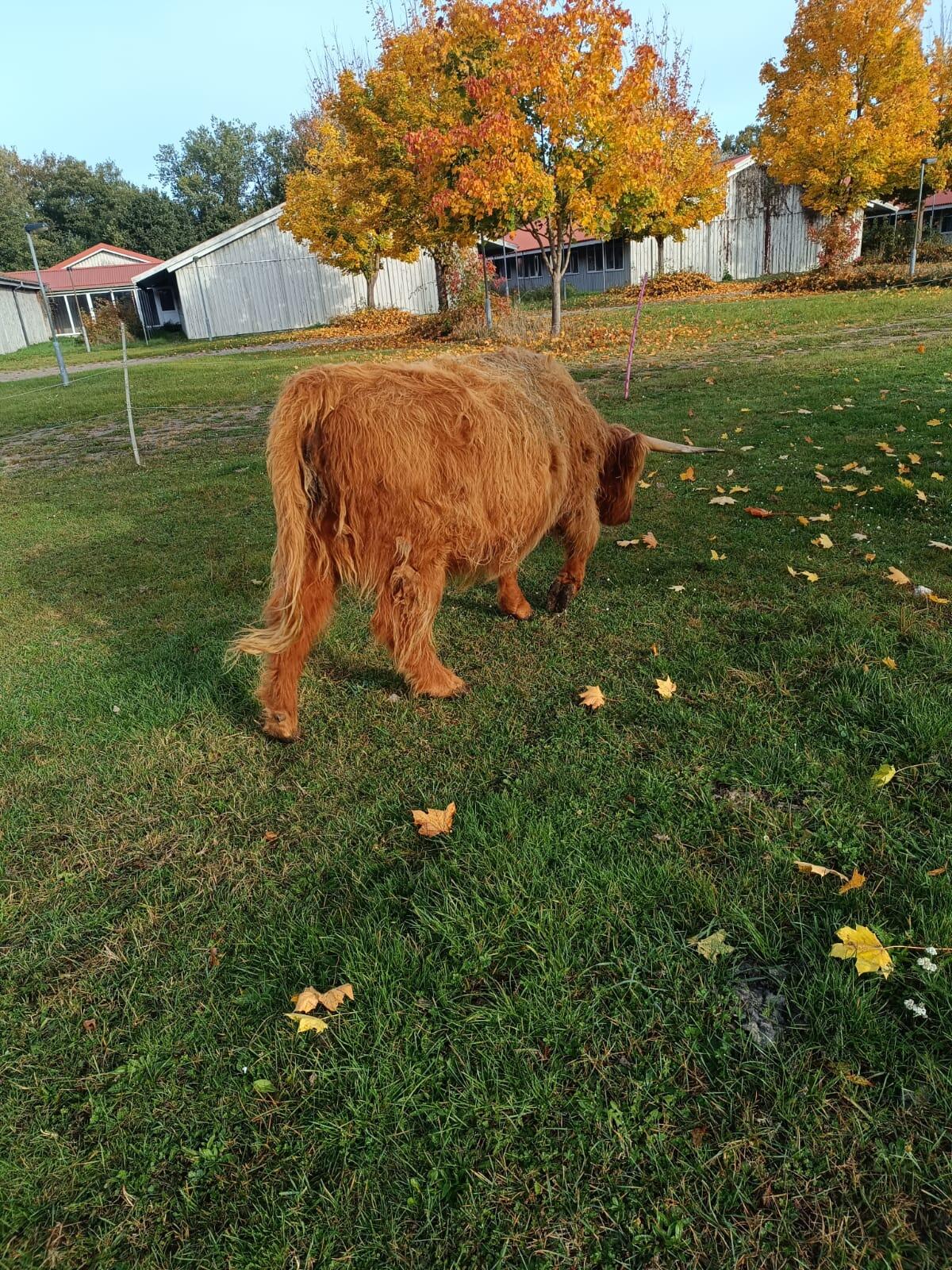 Schottische Hochland-Kuh mit Bullenkalb vom Angus 3