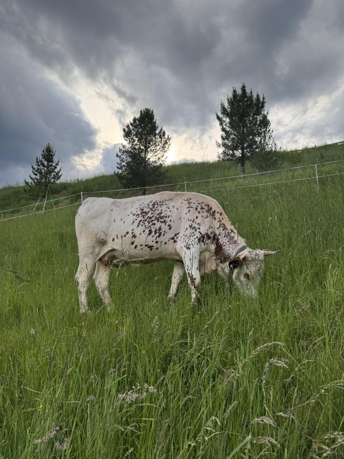 Pustertaler Sprinzen Kuh Lamira PSR 1