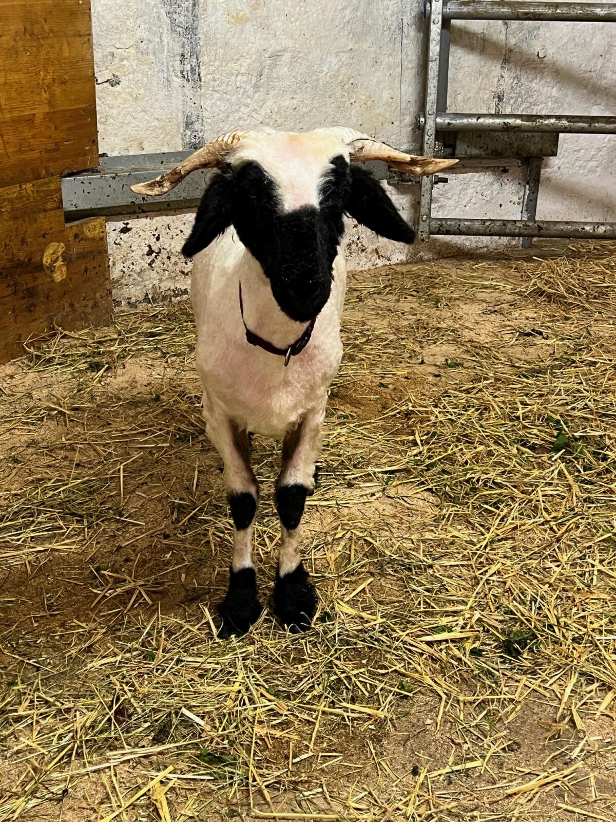 Walliser Schwarznasenschaf Aue 2