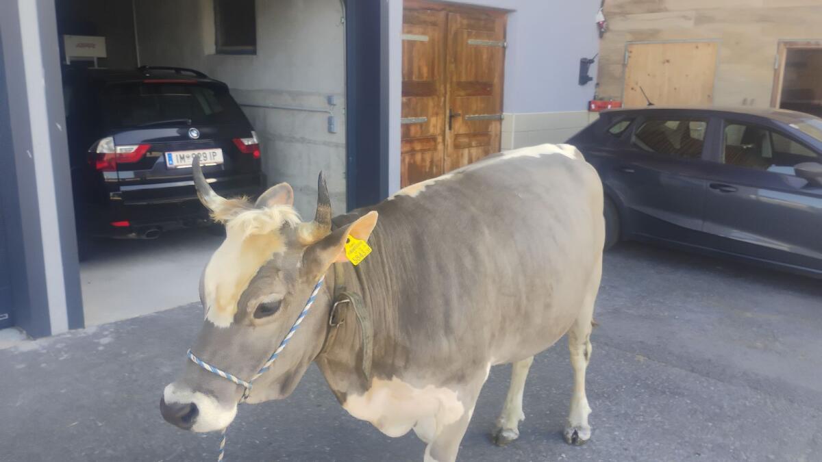 Braunvieh 3