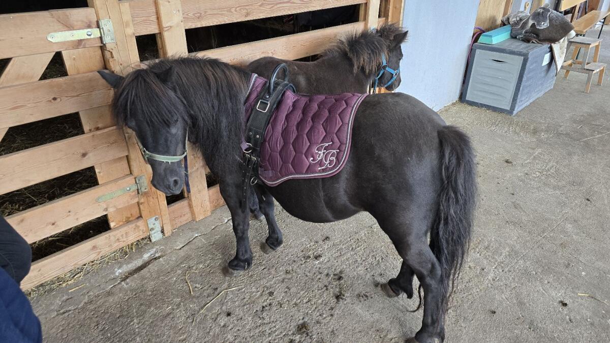 Shetland Pony Kathy mit Hengstfohlen Anton 2