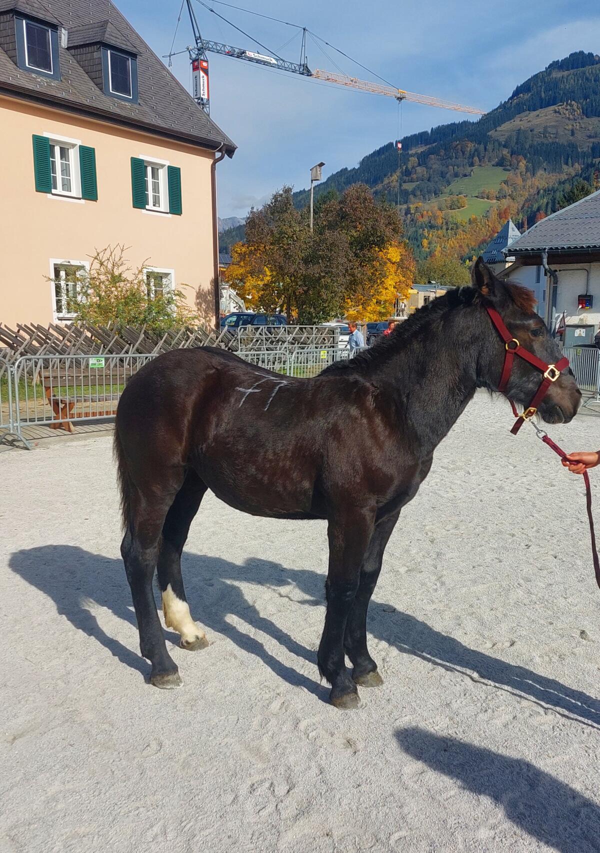 Liebevolles Noriker-Rappstutenfohlen - Daisy 1