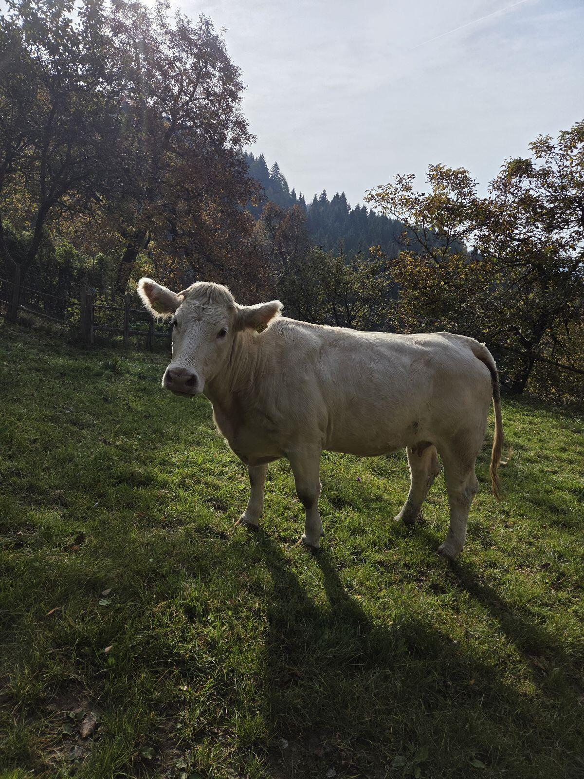 Verkaufe reinrassige Charolais Kuh mit Stierkalb 1