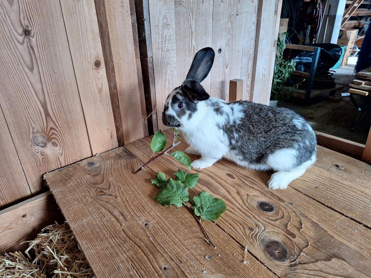 Kaninchen 2